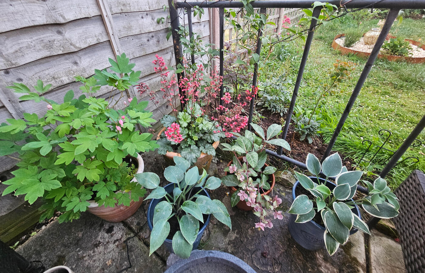 Shade loving plants