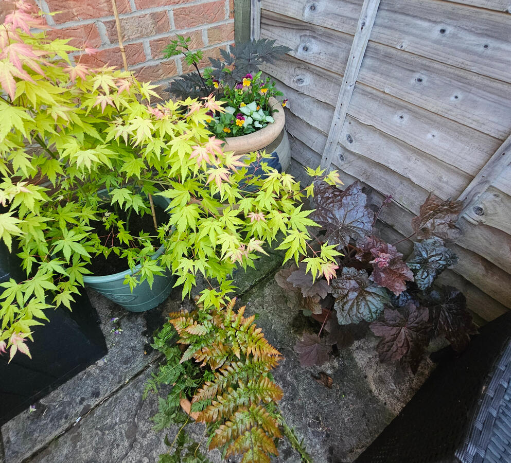 Shade loving pots