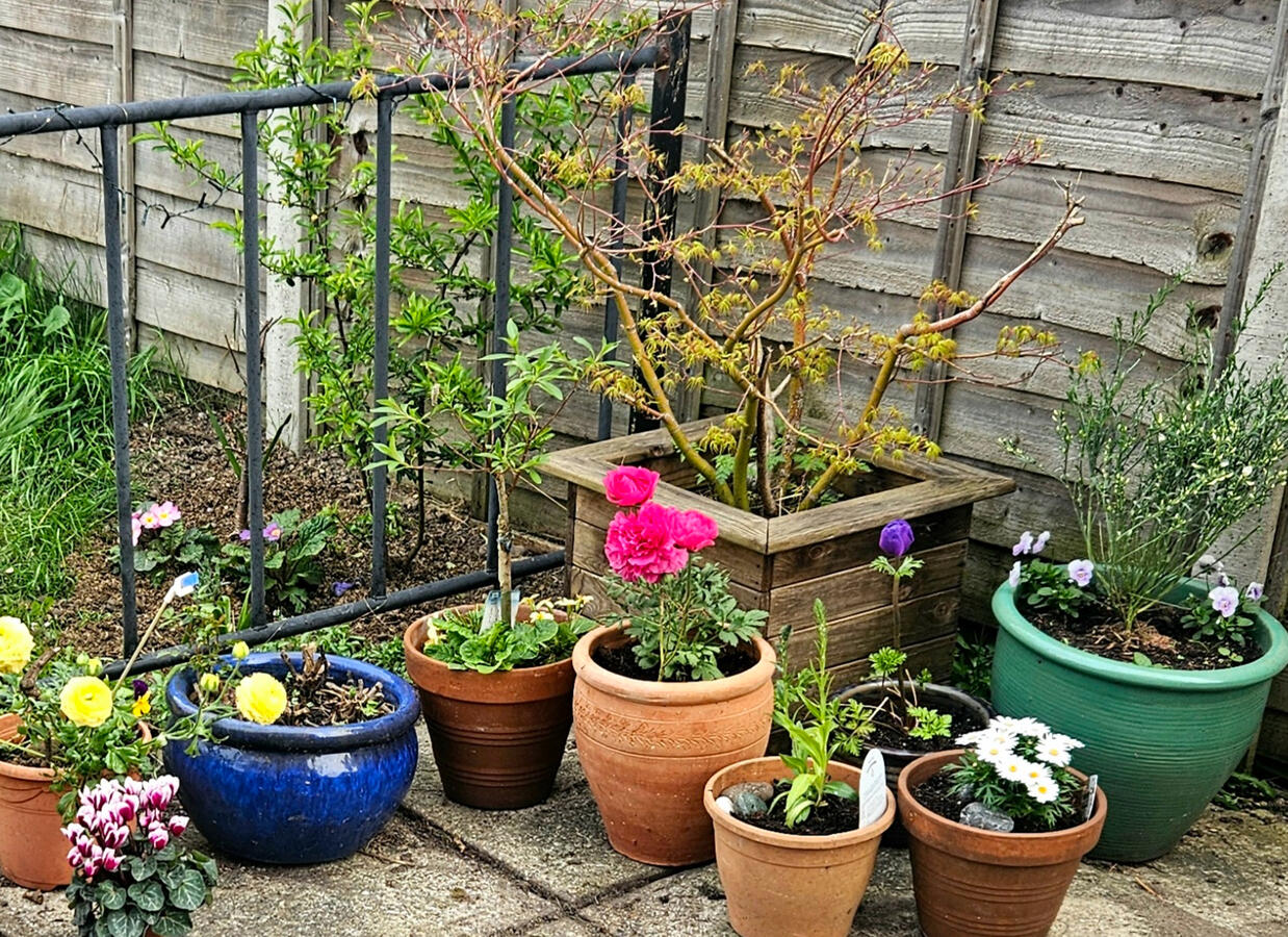 Potted plants