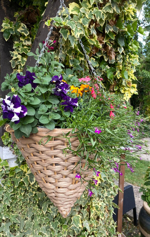 Hanging baskets